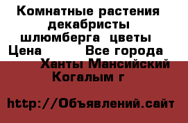 Комнатные растения, декабристы (шлюмберга) цветы › Цена ­ 300 - Все города  »    . Ханты-Мансийский,Когалым г.